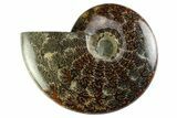 Polished Cretaceous Ammonite (Cleoniceras) Fossil - Madagascar #339078-1